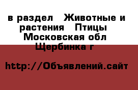  в раздел : Животные и растения » Птицы . Московская обл.,Щербинка г.